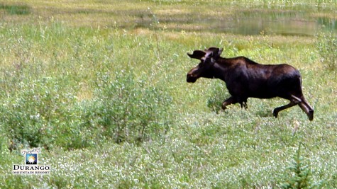 This guy was spotted on the HB Super D course checking out the lines. Seriously, beware of moose on course