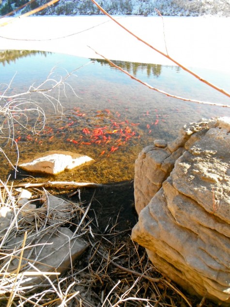 Goldfish in Turtle Lake!