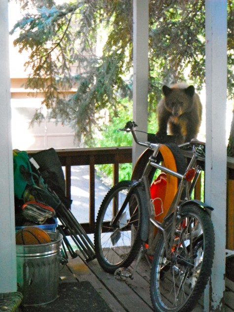 Baby Bear, Karl, checks out Devo Team Manager Chad's townie last month. Poor little bugger was disowned by his mother and soon after, was shipped off to rehab in Del Norte. Rumor has Karl doing good with a pack of other abandoned baby bears.